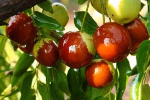 枣的旺季是什么时候？如何利用旺季进行交易？