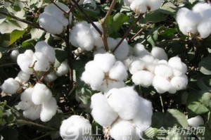 棉花投资应考虑哪些风险因素？这些因素如何影响投资决策？