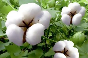 一包棉花的重量标准是如何规定的？这样的规定有什么依据？