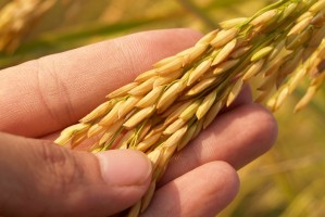粳稻品种的费用
如何形成？其费用
形成机制对市场有何作用？